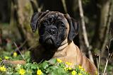 BULLMASTIFF 448